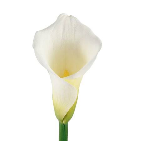 White Calla Lilies - Fresh Cut - 35 Stems, Size: 60 cm / 24 in