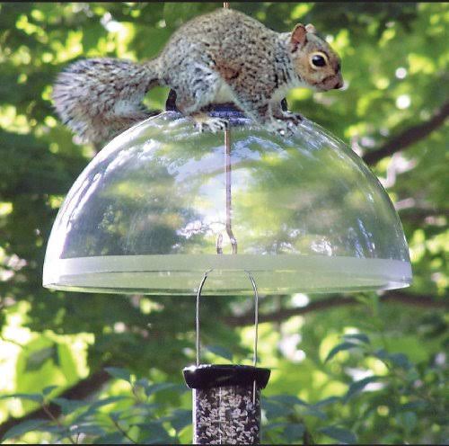 Droll Yankees Squirrel Guard Black