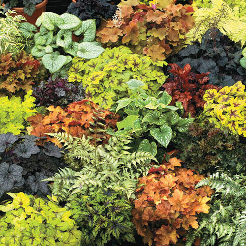 Heuchera Mixture - 15 per Package | Mixed | Heuchera | Zone 3-9 | Spring Planting | Sun Perennials