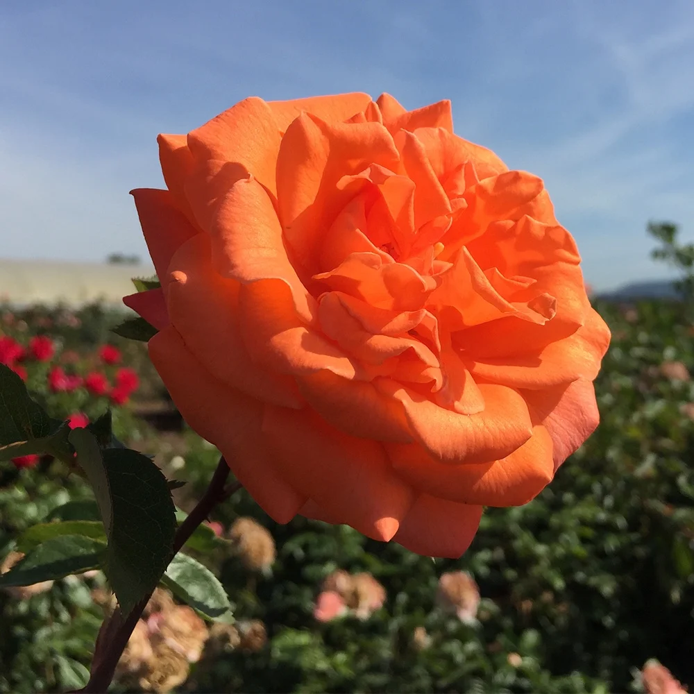 Heirloom Roses Climbing Rose Bush - Bright Fire Orange Rose Plant Live - Curated Treasures Market