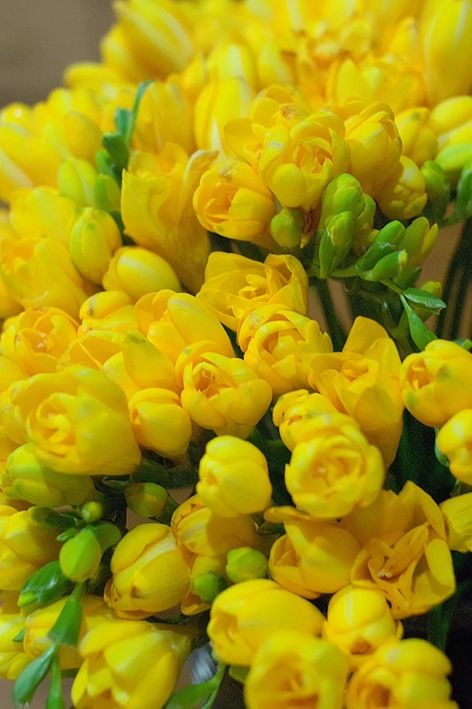 Freesia Bulbs,  Fragrant Flowers,  Flower Bulbs Flowering In All Seasons,Bright,Freesia Bulbs For Sale - Curated Treasures Market