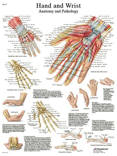 FEI Anatomical Sticky Back Chart - Human Heart