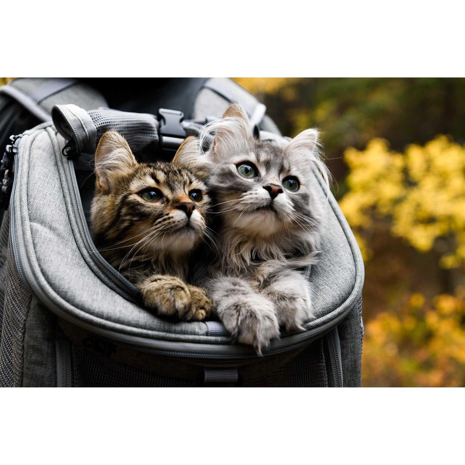 Your Cat Backpack The Navigator Cat Backpack - Pet Supplies online store