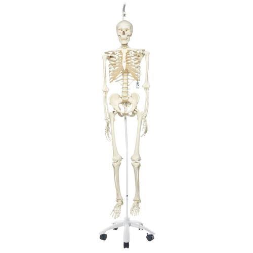 3B Scientific A10/1 Plastic Human Skeleton Model Stan, on Hanging 5 Foot Roller Stand, 73.2x22 Height