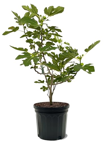American Plant Exchange Brown Turkey Fig Tree, 7 Gallon Pot, 2-3ft Tall, Extra Large Outdoor Landscape Garden Plant, Self-Pollinating, Edible Fruit Tree, Live Fruiting Plant