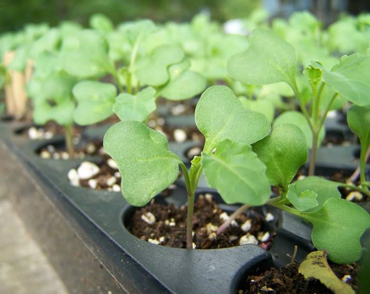 Food to Live Organic broccoli Seeds for Sprouting (8 Pounds)