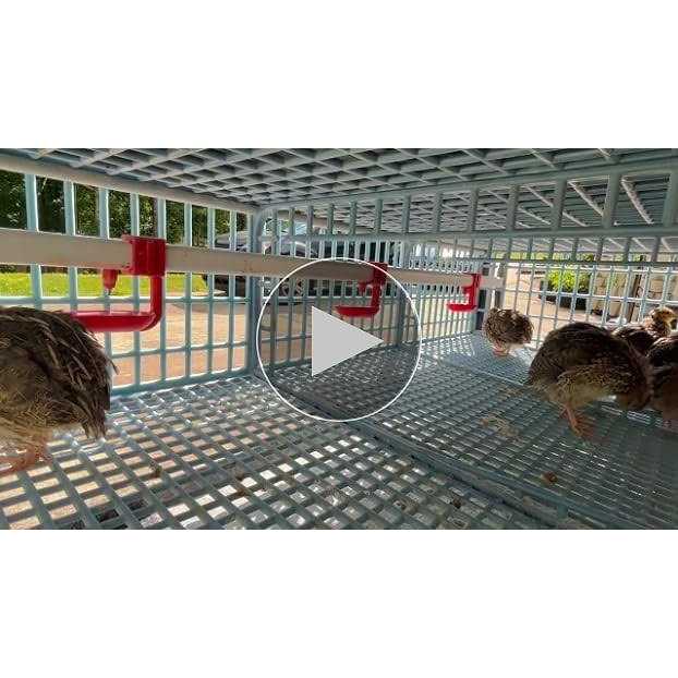 Quail Cage 2 Section Jumbo Quail Cimuka - Pet Supplies online store
