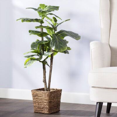 Foliage Tree in Basket Beachcrest Home