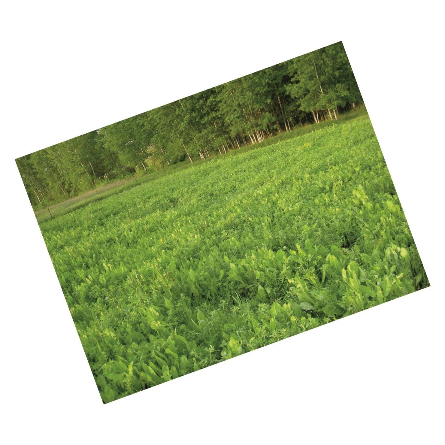 Tecomate Alfa-Feast Trophy Mix Perennial Food Plot Seed