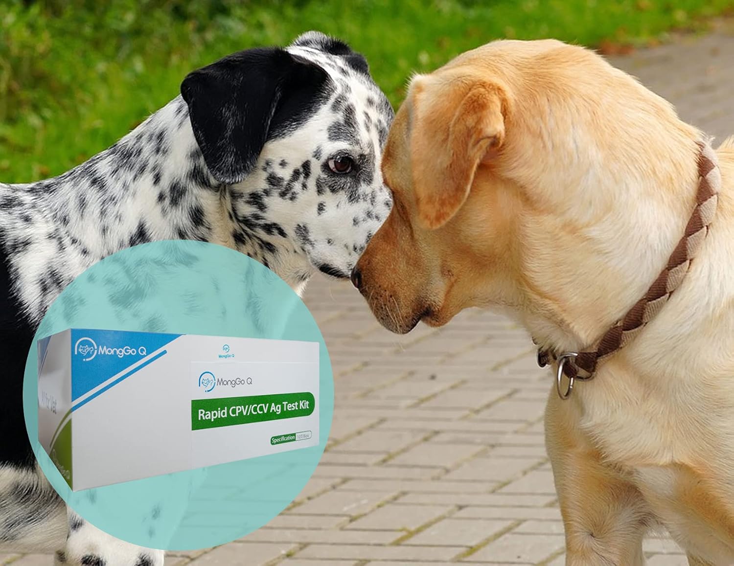 MONGGO Q Rapid Ag Detection of Canine Mouth and Nose Secretions Testing Kit for Dogs(Pack of 10)