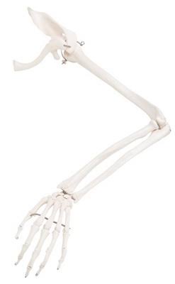 3B Scientific Arm Skeleton Model W Scapula and Clavicle-Left A46
