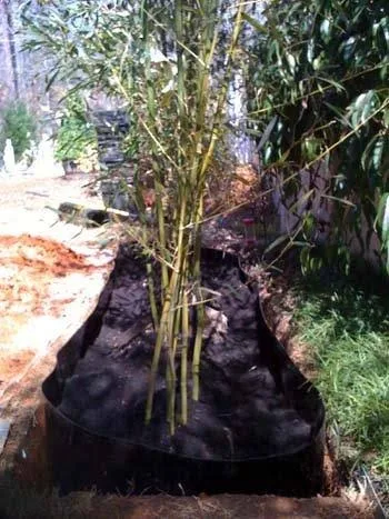 Bamboo Shield - 50 Feet Long x 24 inch x 60 Mil - Bamboo Root Barrier/Water Barrier