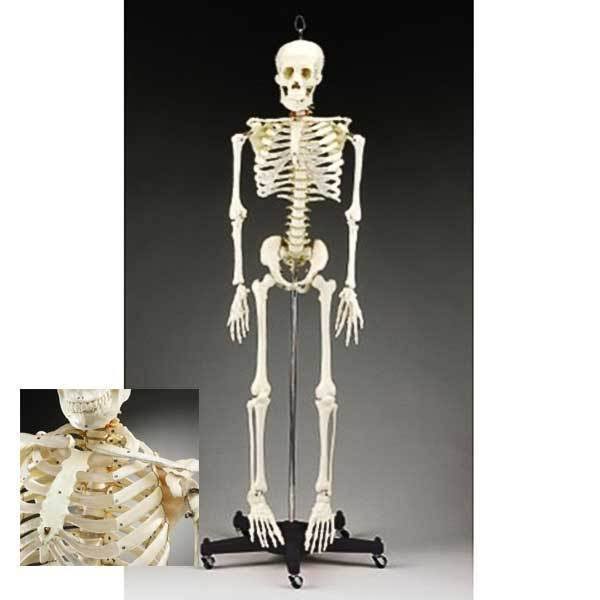 Anatomical Chart Company Budget Bucky Skeleton Stand