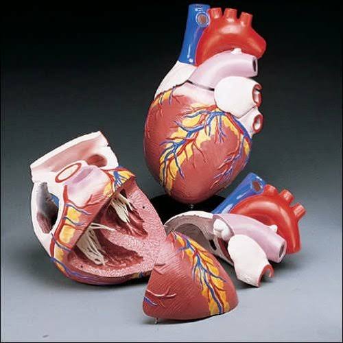 Anatomical Chart Budget Jumbo Heart Model