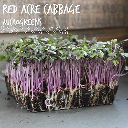 Red Acre Cabbage Seeds - 5 lb Bulk Seed - Heirloom, Non-GMO Vegetable