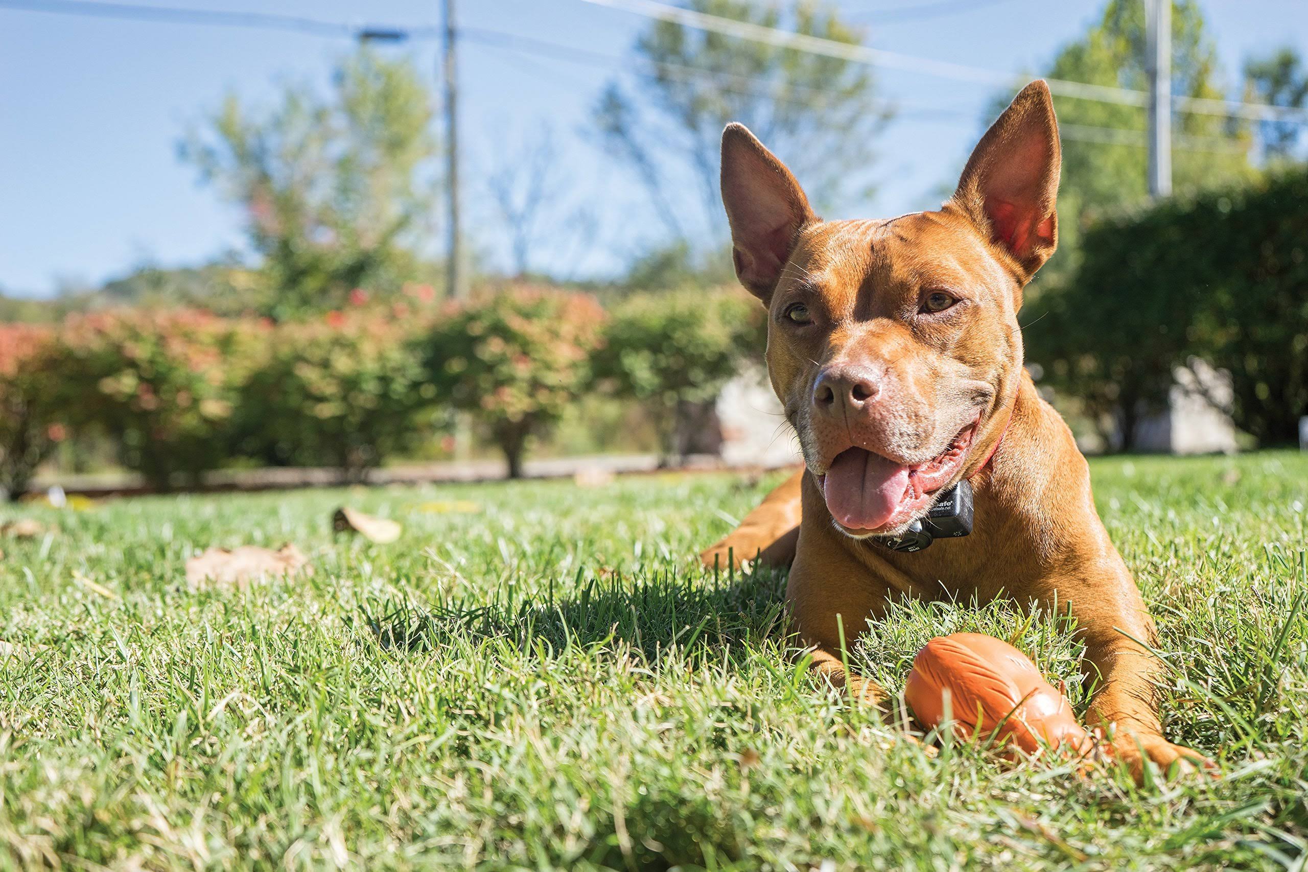 PetSafe Wireless Pet Containment System