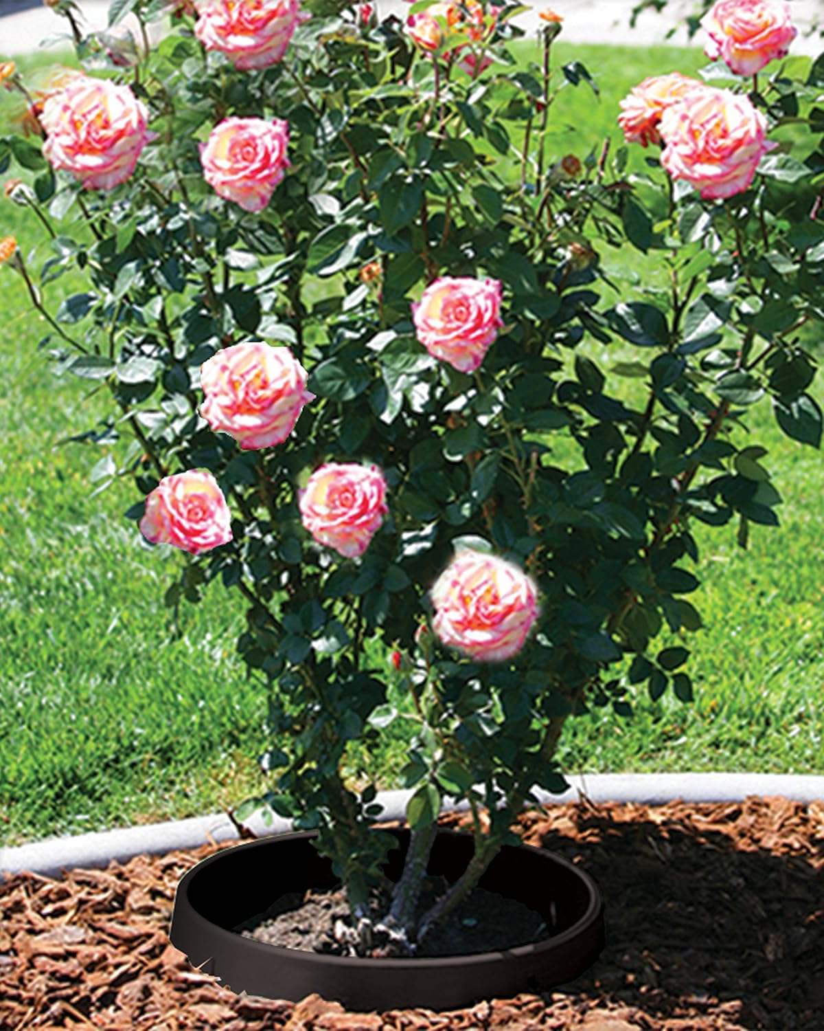 6 Pack of 20 in Planting Rings. Landscape, Garden Protective, Round, Edging. Water Retention to Irrigate Trees, Shrubs, Roses, Flowers, Vegetables. Separate rock, mulch, grass. Made in USA