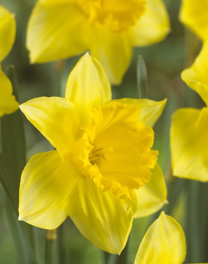 Daffodil Bulb Garden Gift Box