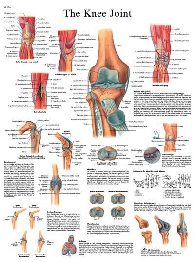 FEI Anatomical Sticky Back Chart - Human Heart
