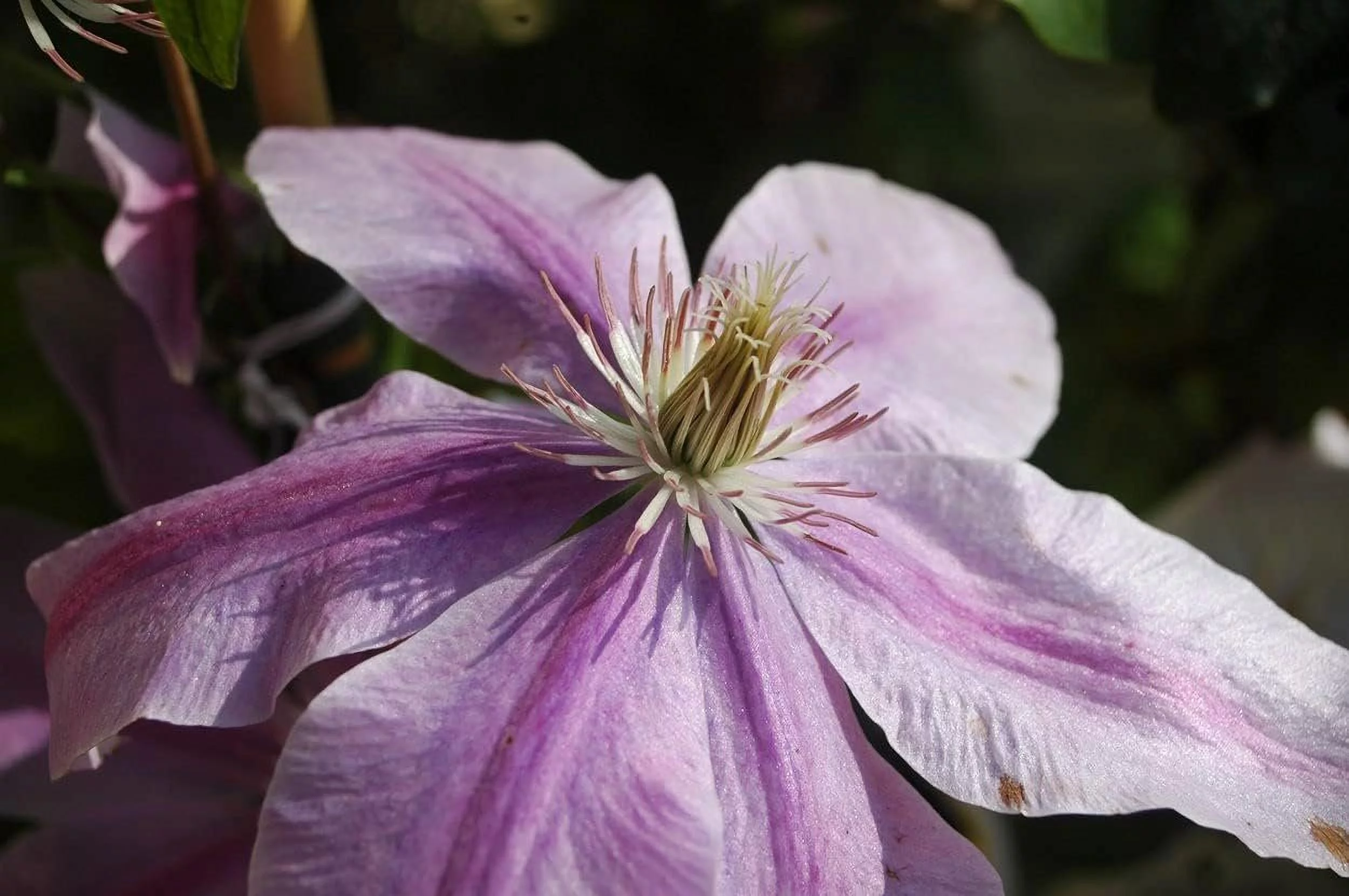 Bees Jubilee Clematis Vine - Live Plant in a 4 Inch Growers Pot - Clematis 'Bees Jubilee' - Starter Plants Ready for The Garden - Bold and Beautiful Purple Flowering Vine