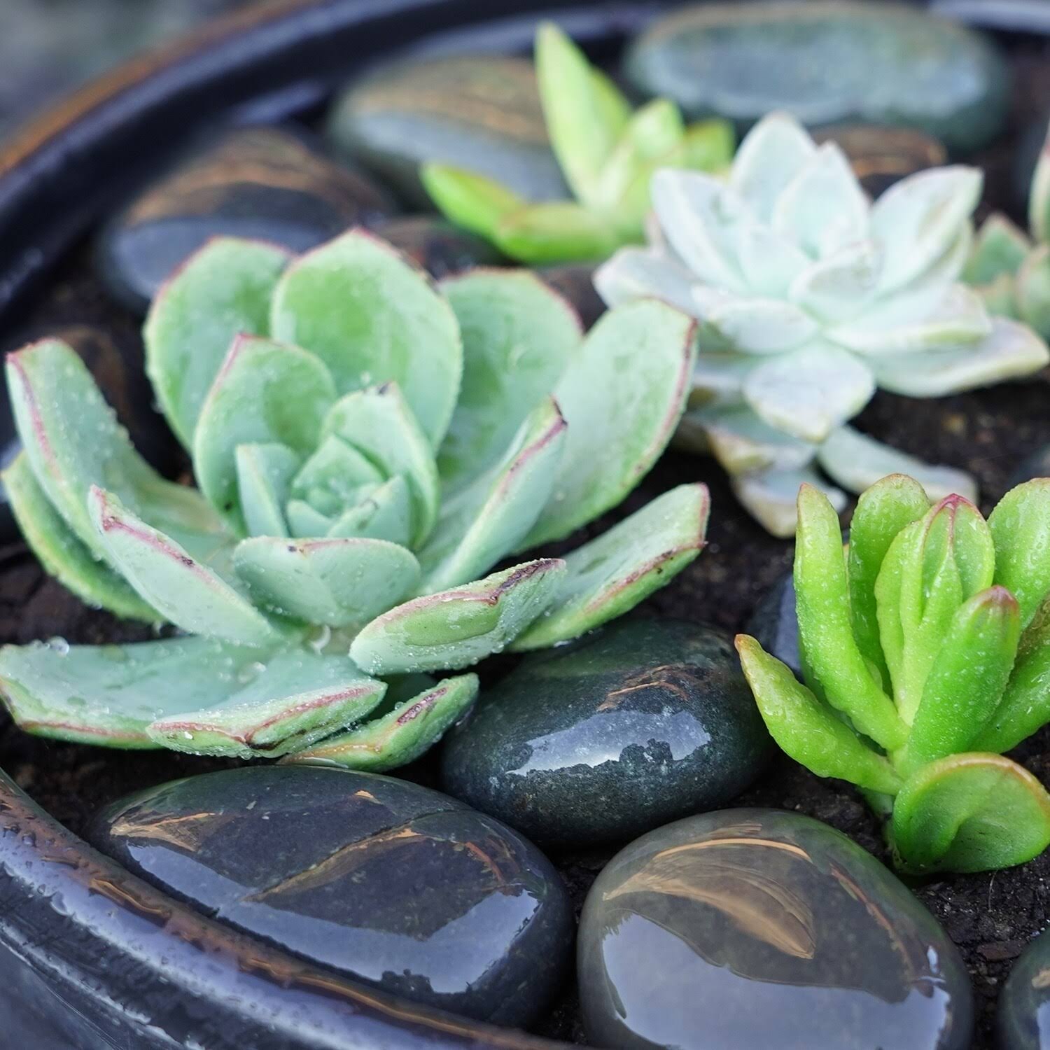 Mexican Beach Pebbles 40 lbs| Smooth Round Stones | Round Rock for Gardens, Landscape, Ponds, and Décor - 3x22-5x22 - Mexican Be
