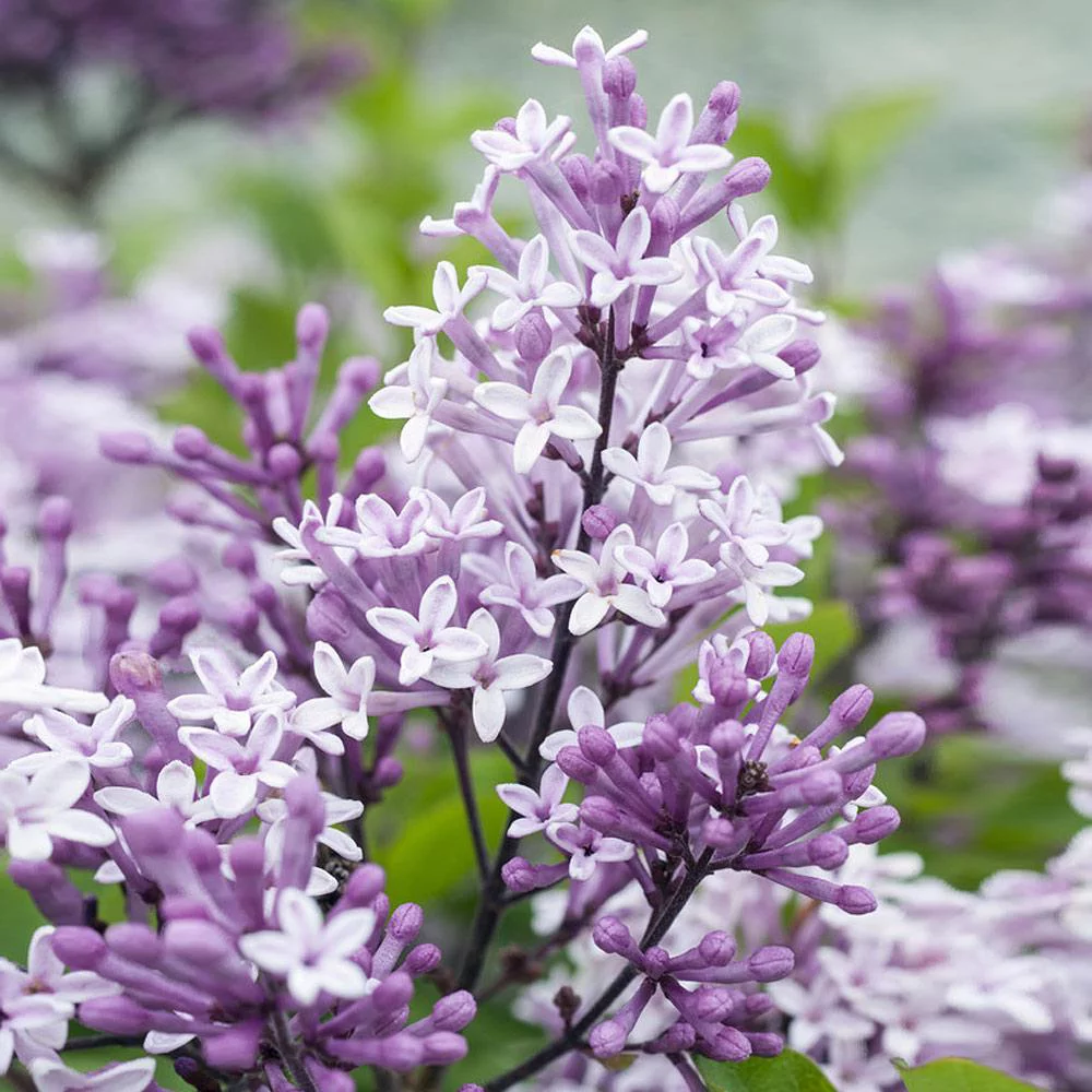 Brighter Blooms - Dwarf Korean Lilac Tree, 5-6 ft. - No Shipping To AZ