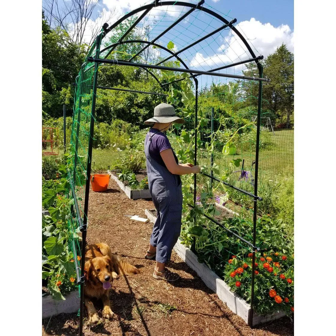 Extra Tall Titan Squash Tunnel, Lightweight Metal Garden Trellis for Vegetables and Flowers - Gardener&s Supply Company