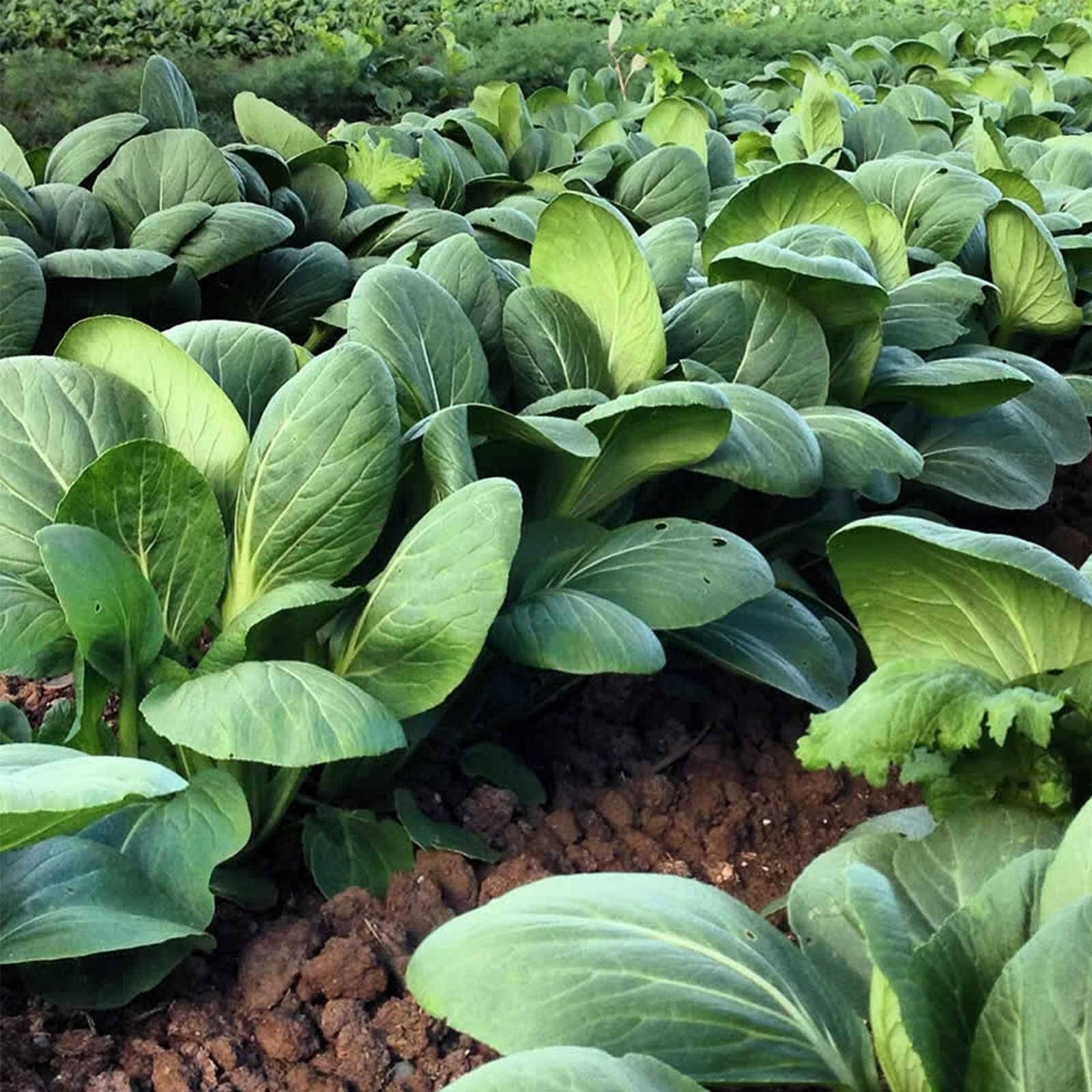 White Stem Pak Choi Cabbage Seeds: 25 lb - Bulk, Non-GMO Pakchoi Sprouting Seeds - Microgreens, Vegetable Gardening