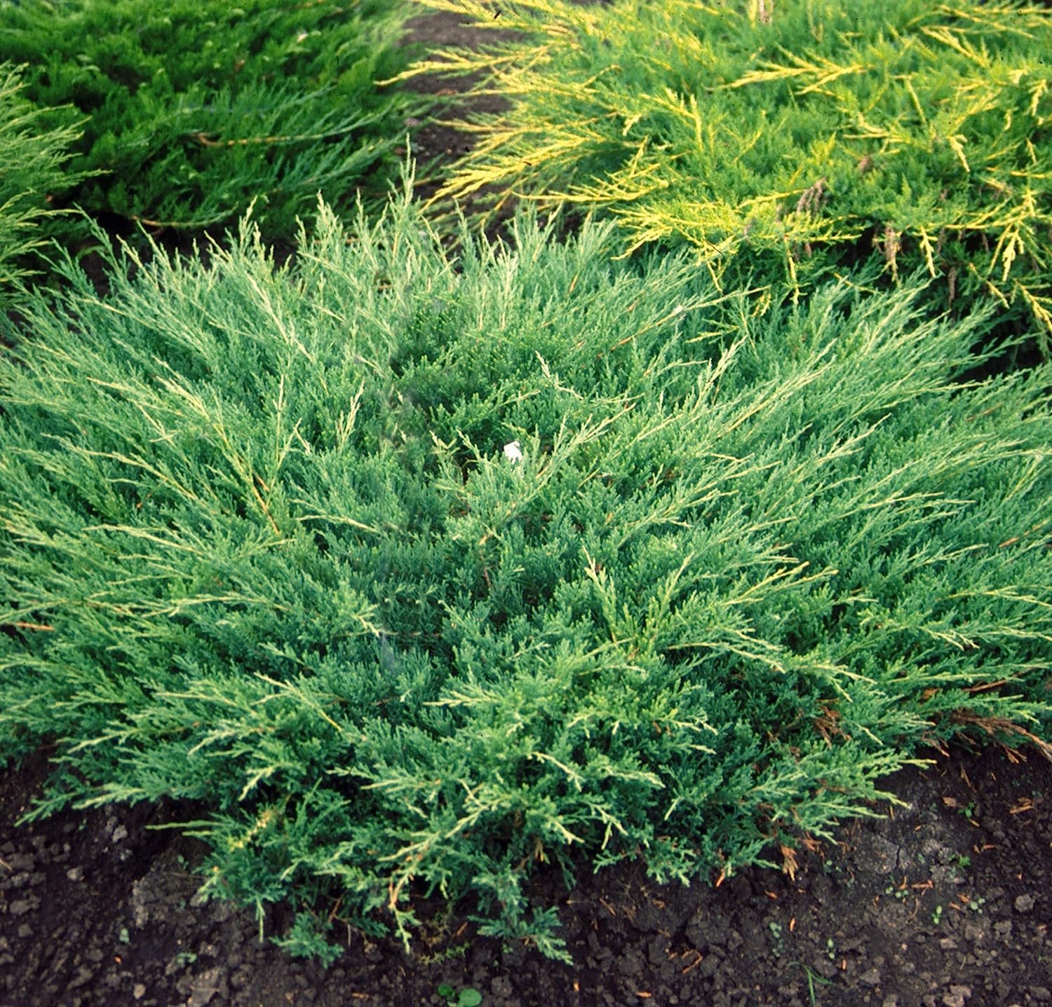 Andorra Compacta Juniper - 15 Live Plants - Evergreen Ground Cover