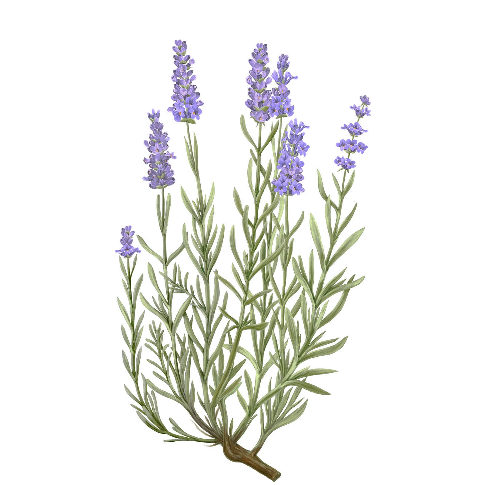 Carriere Freres Lavender Diffuser (6.4 oz)
