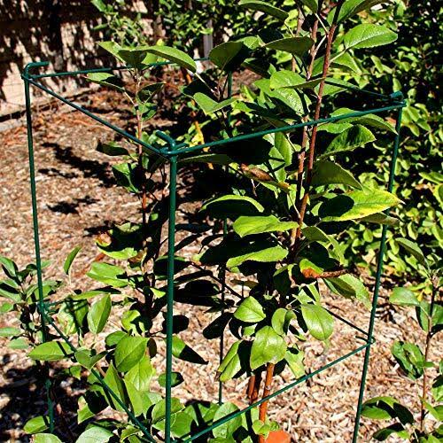 MTB Green Square Folding Tomato Cage Plant Support Tower 12 inch by 46 inch, Pack of 5 Sets