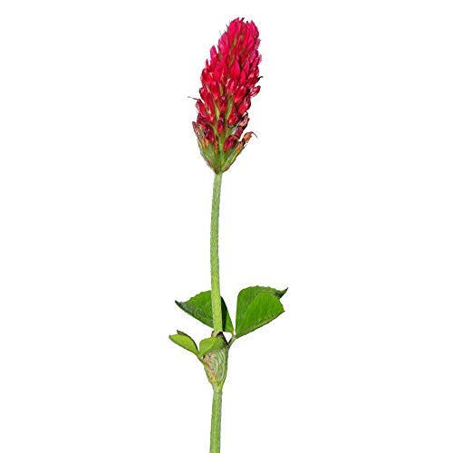 Crimson Clover Seeds - 25 lb Bulk - Farm u0026 Garden Cover Crop, Non-GMO, Open Pollinated, Perennial, Heirloom - Clay Coated, S