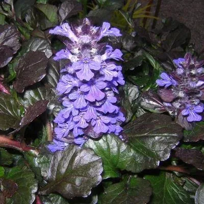 Classy Groundcovers - Ajuga Reptans &Black Scallop& {25 Pots - 3 1/2 in.}