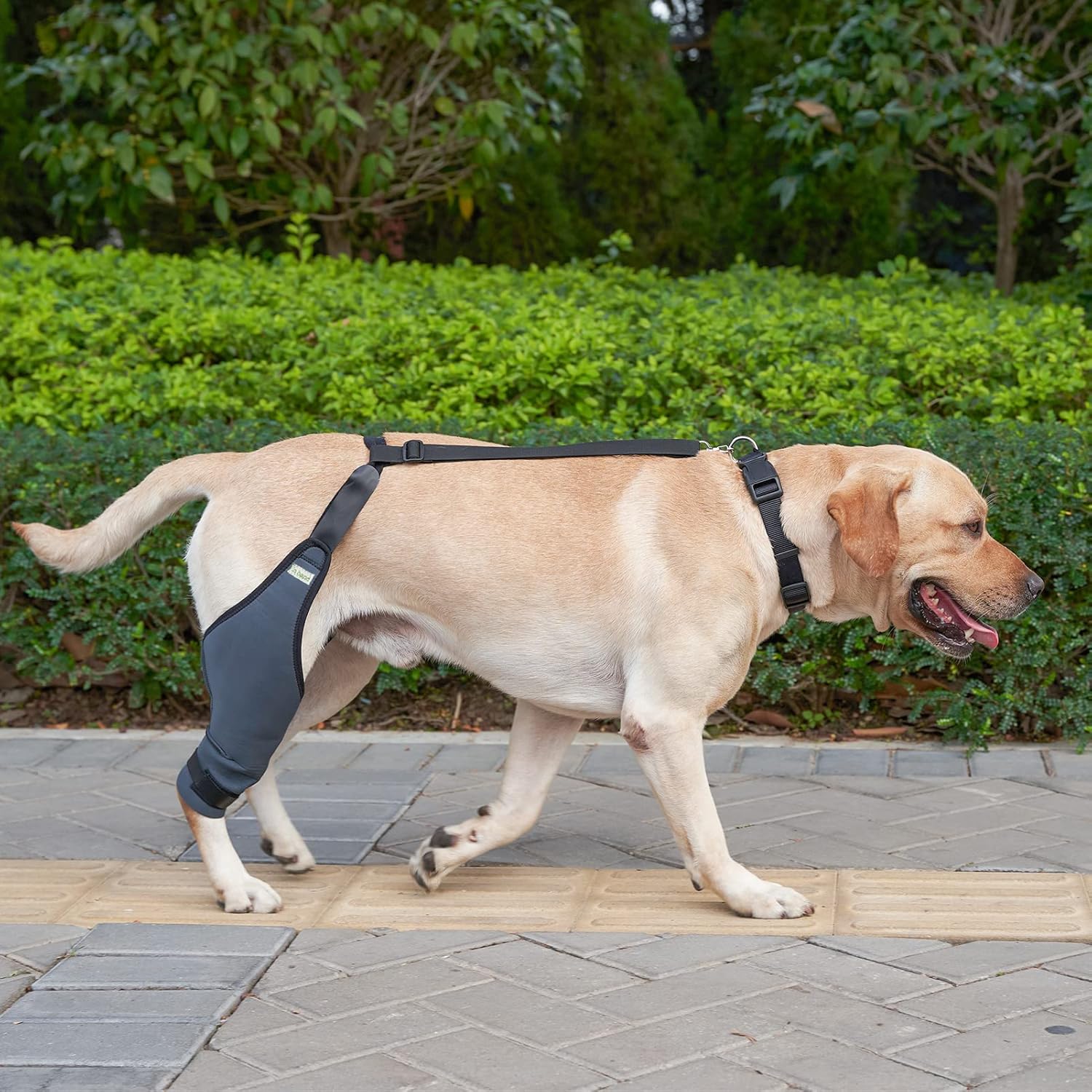 IN HAND Canine Dog Knee Brace, Knee Immobilizer Support for Dogs with Torn ACL, Knee Cap Dislocation, Arthritis, Neoprene Canine Stifle Brace Helps Keep The Joint Stable and Reduces Pain, Left