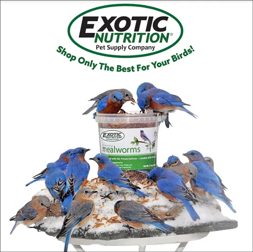 Exotic Nutrition Dried Mealworms 22 lb.