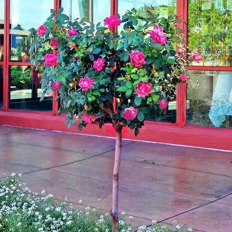 Brighter Blooms - Pink Knock Out Rose Tree, 2-3 ft. - No Shipping to AZ