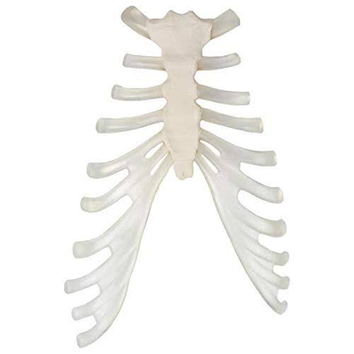 Axis Scientific Complete Disarticulated Human Skeleton Bundle, Includes 3 Part Human Skull, Life Size Bones, Articulated Hand an