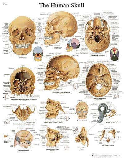 FEI Anatomical Sticky Back Chart - Human Heart