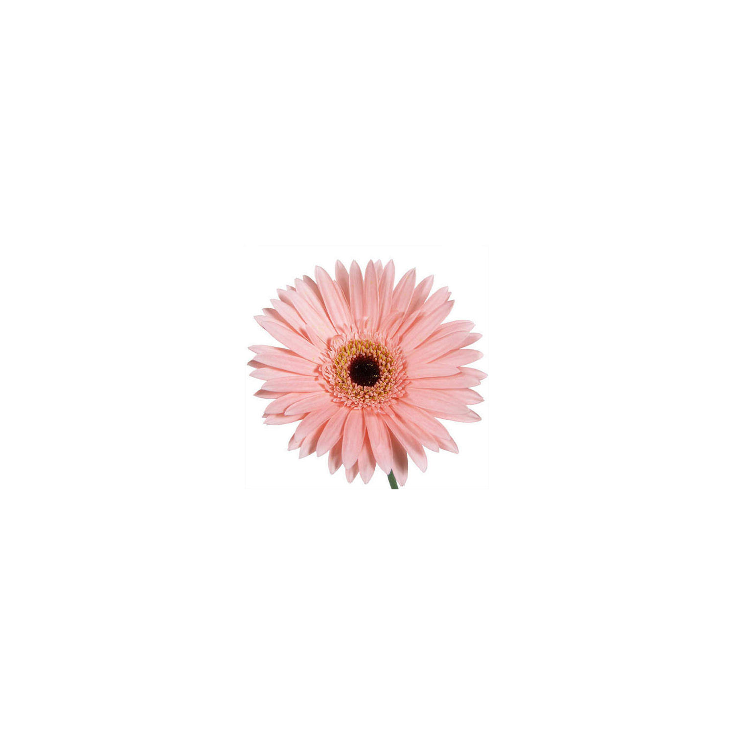 Gerbera Daisies - Pink - 80 Stems
