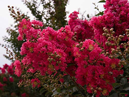 Tuscarora Crape Myrtle Tree - Live Plant in A 3 Gallon Pot -Lagers...