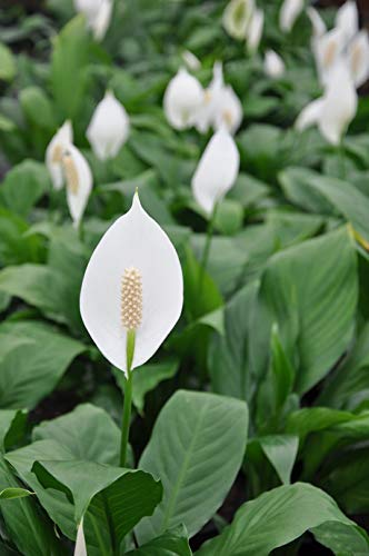 Peace Lily - 5 Live Plants in 6 Inch Pots - Spathiphyllum - Air Cleaning Indoor Houseplant