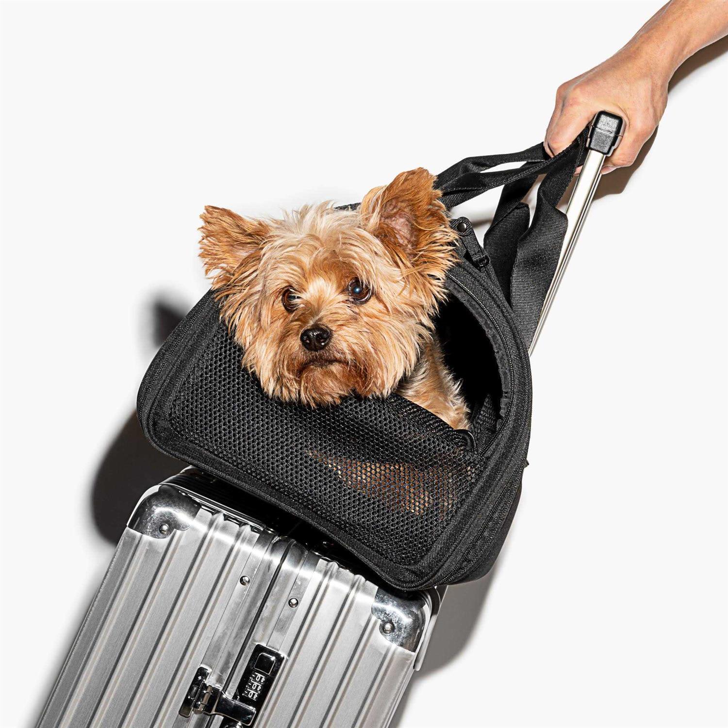 Wild One Travel Carrier - Pet Supplies online store