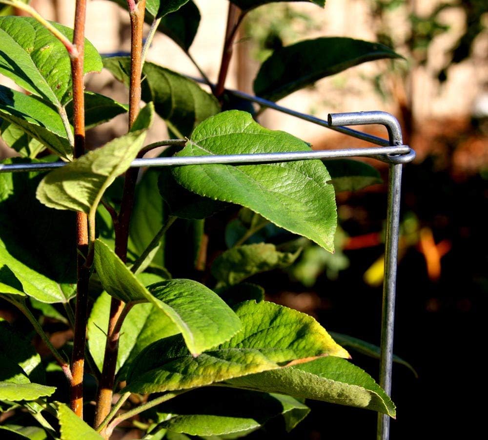 MTB Green Square Folding Tomato Cage Plant Support Tower 12 inch by 46 inch, Pack of 5 Sets Pack of 2