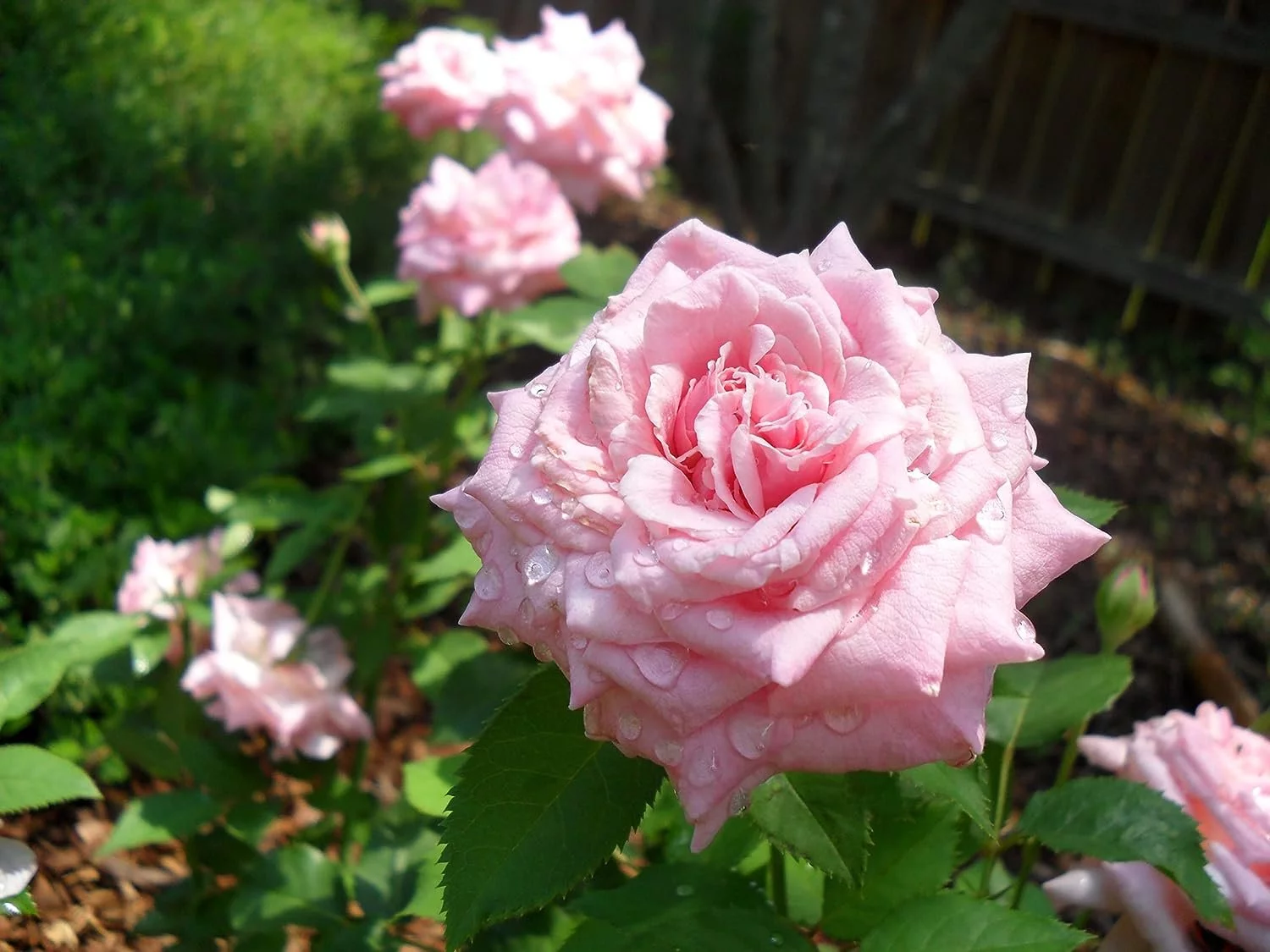 Belinda's Dream Rose Bush - 10 Live Starter Plants in 4 Inch Pots - Beautifully Fragrant Rose from Florida - A Versatile Beauty with a Rich Fragrance