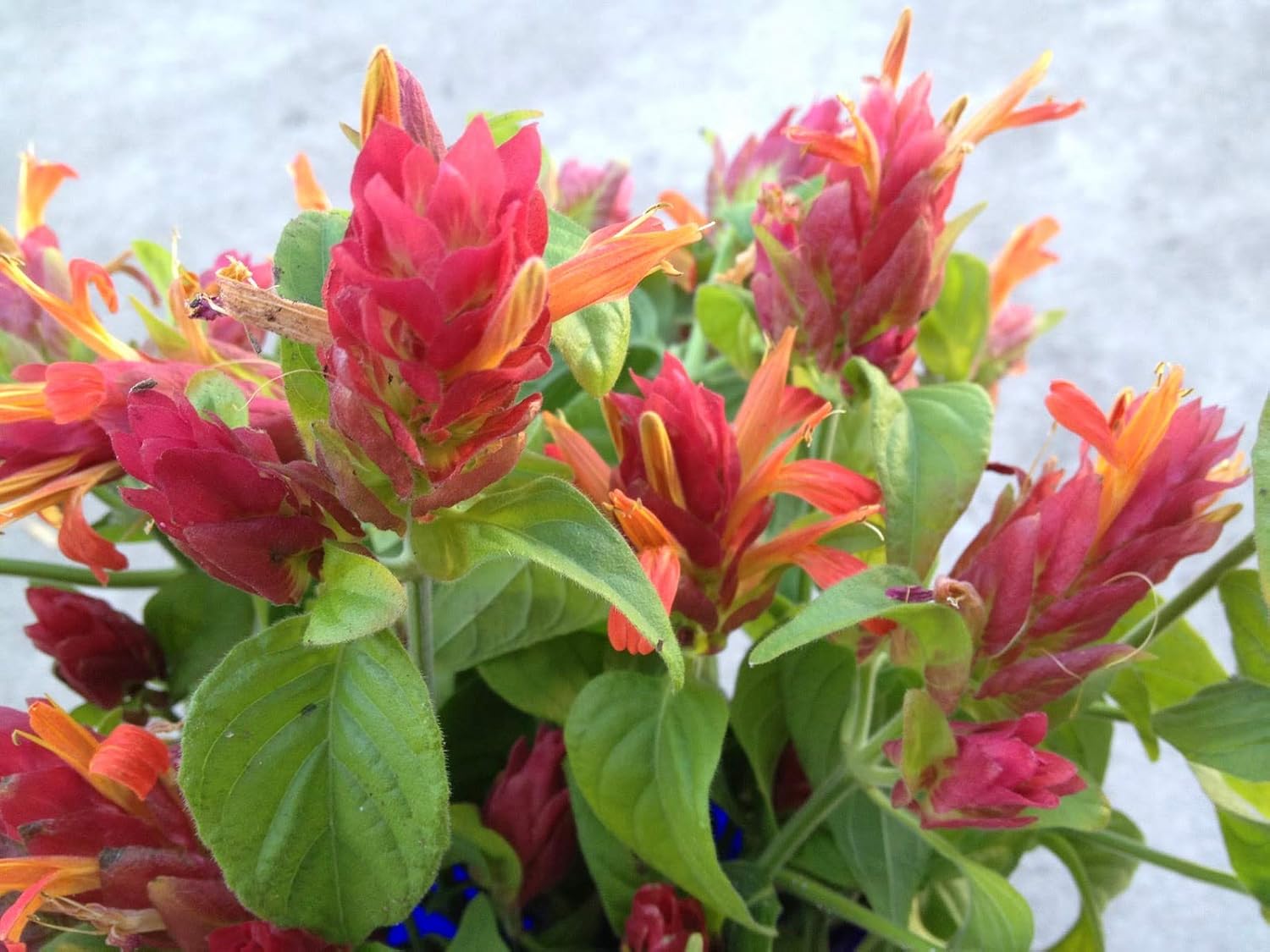 Shrimp Tree - Live Plant in a 10 Inch Growers Pot - Justicia Brandegeeana - Rare and Exotic Ornamental Flowering Tree