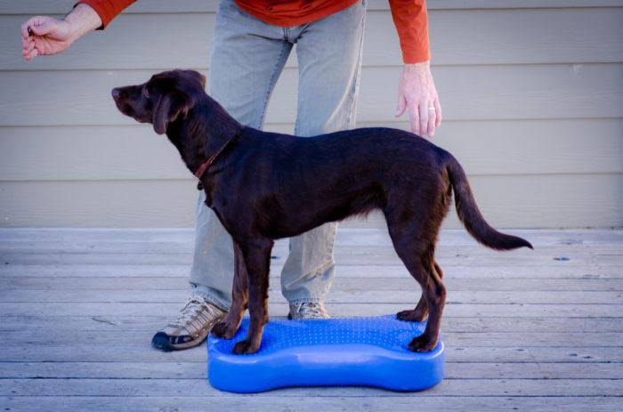 FitPAWS Ramp Up to Fall Canine Fitness Kit