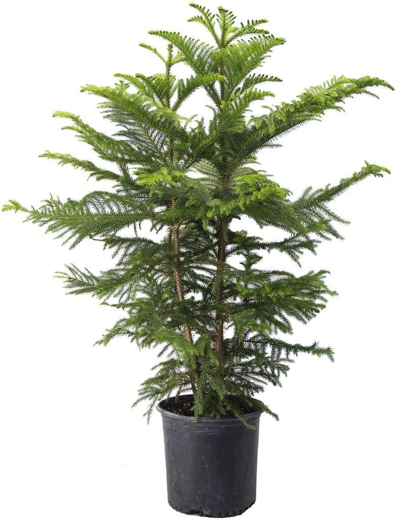 AMERICAN PLANT EXCHANGE Norfolk Island Pine Real Live Plant, 3G Pot, Green Foilage Pack of 2