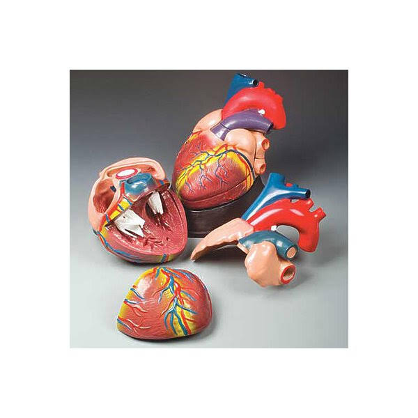 Anatomical Chart Budget Jumbo Heart Model
