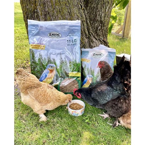 Exotic Nutrition Dried Mealworms 22 lb.