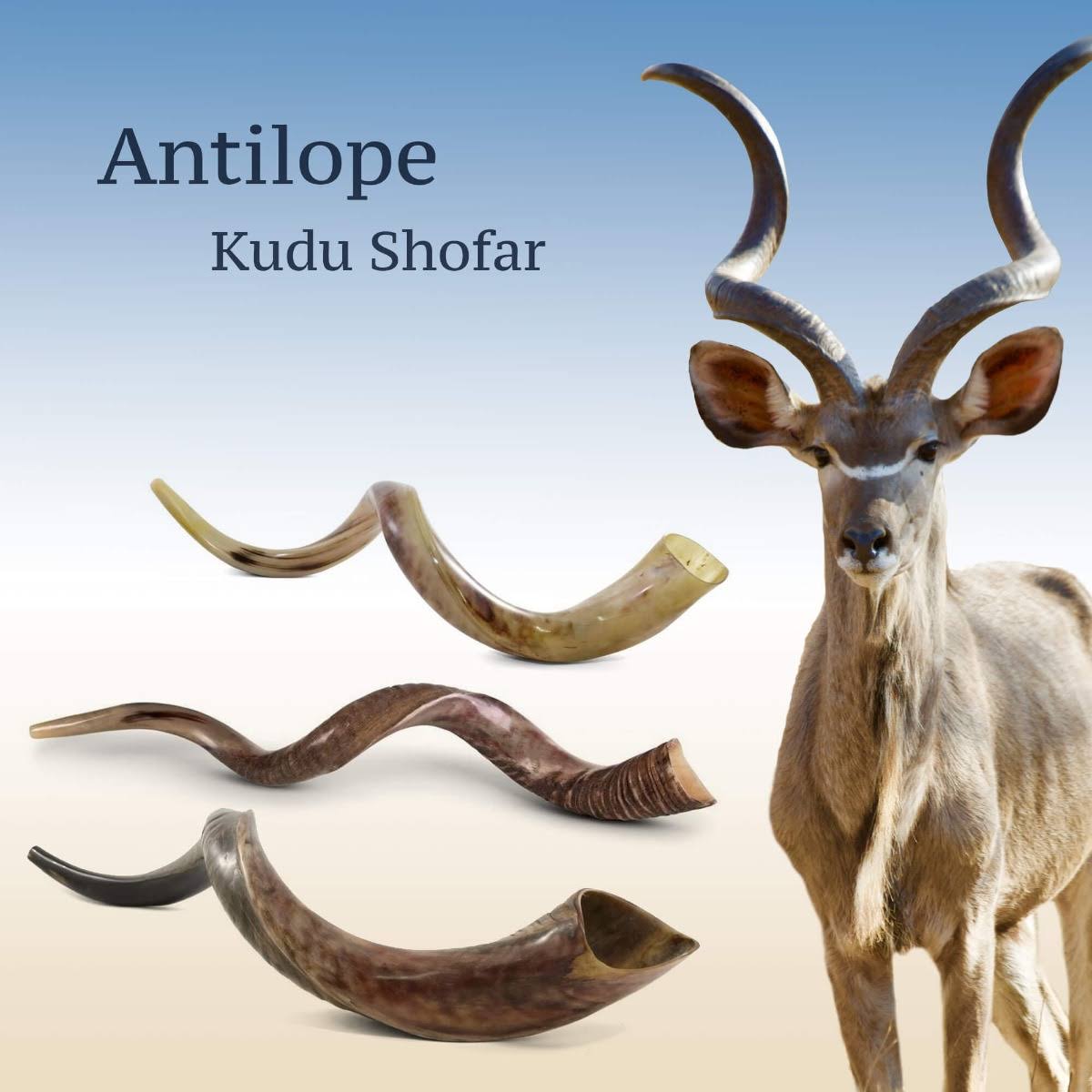 Sterling Silver Plated Yemenite Kudu Shofar - Jerusalem Design (Choice of Sizes)